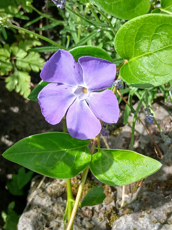 Lila Blume