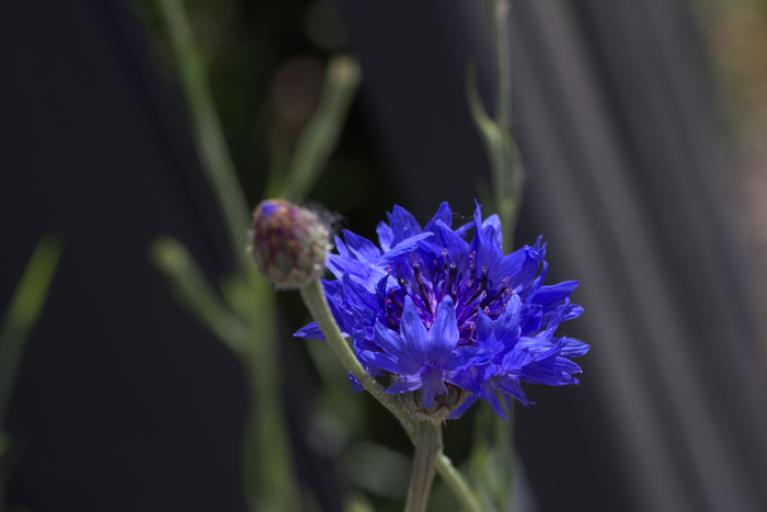 Kornblume