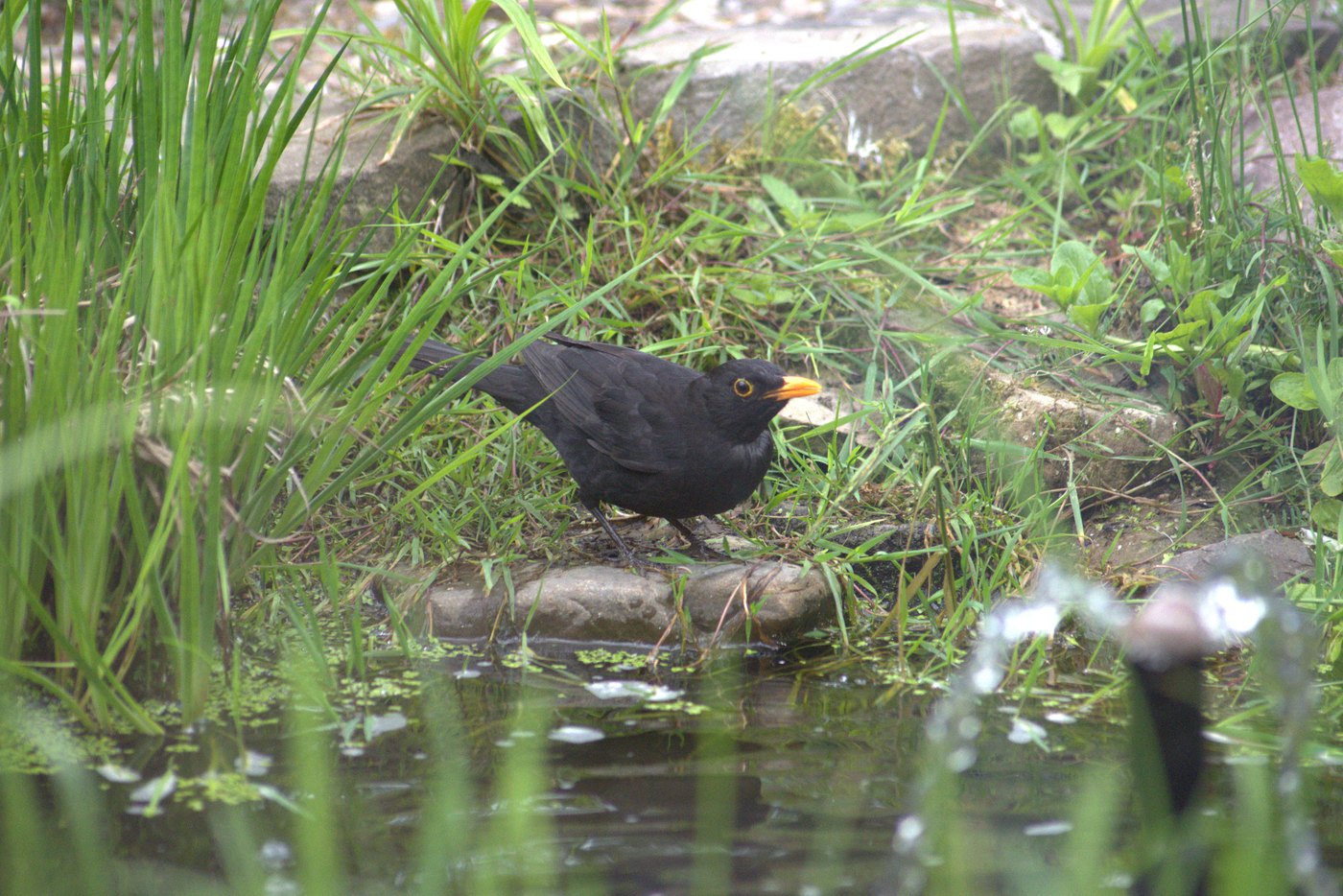 Amsel am naturnahen Teichufer