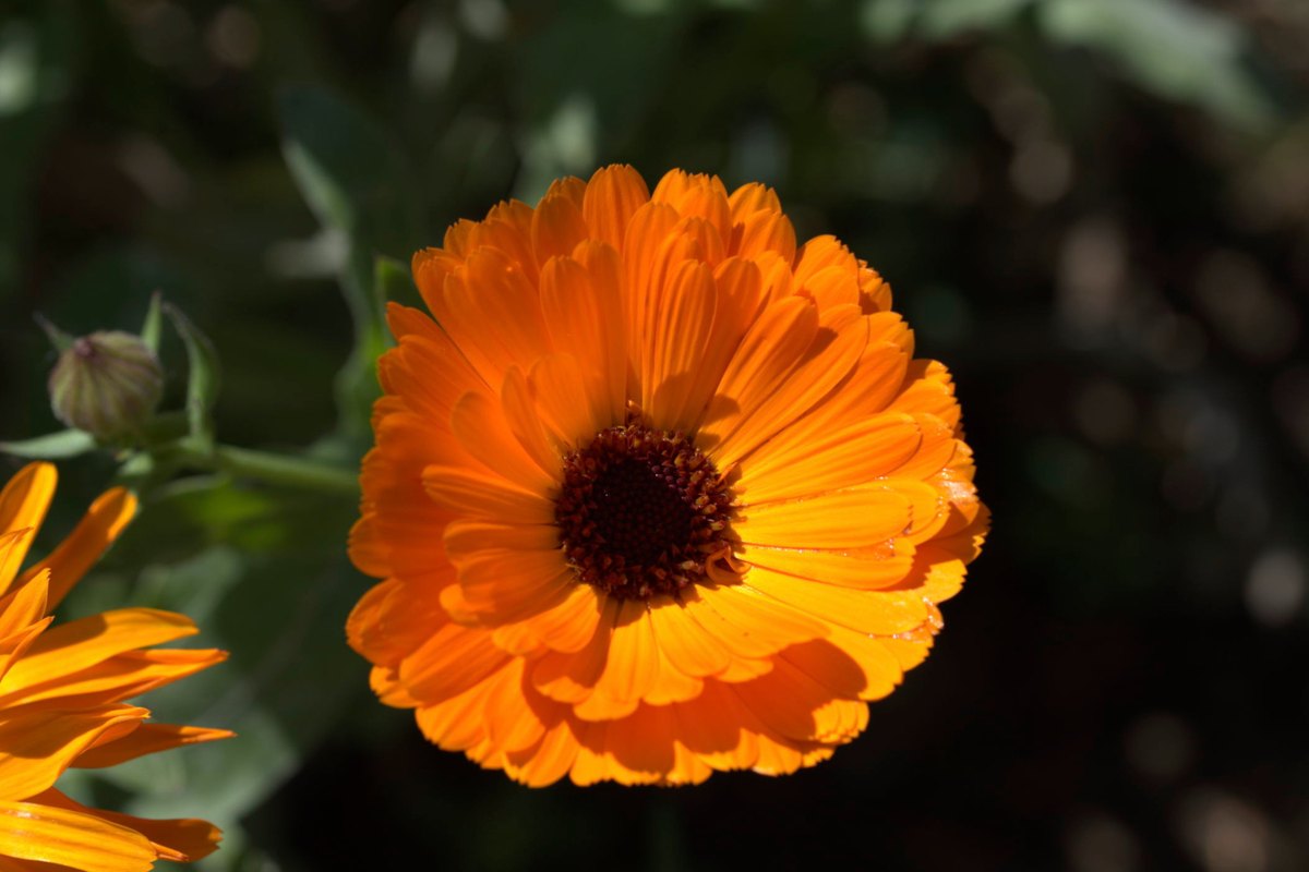 Ringelblume